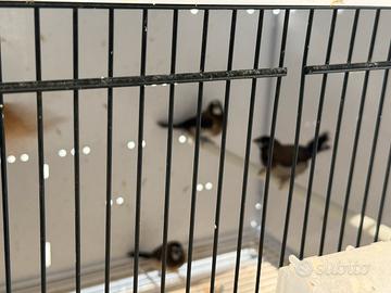 Passere del Giappone