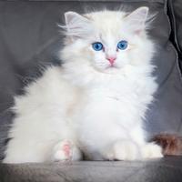 Cuccioli razza ragdoll