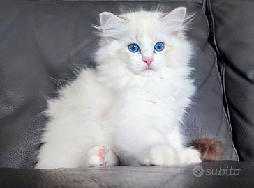 Cuccioli razza ragdoll