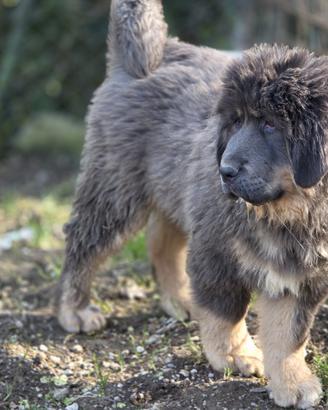 Mastino tibetano