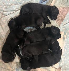 Schnauzer gigante nero