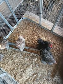 Galline