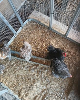 Galline