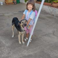 Splendido simil Pastore di 8 mesi (Catania)