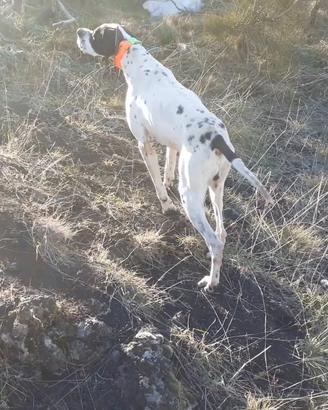 Pointer pronto caccia