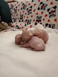 Cuccioli di sphynx