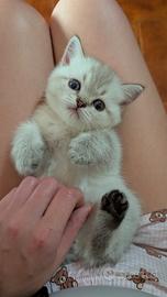 Scottish fold
