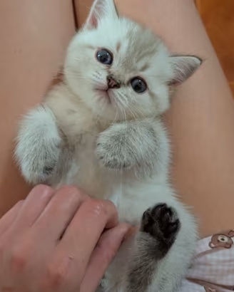 Scottish fold