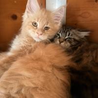 Cuccioli Maine coon
