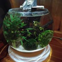 tetra cascade globe 