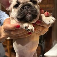 Bulldog francese