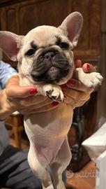 Bulldog francese