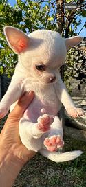 Cuccioli di Chihuahua Toy