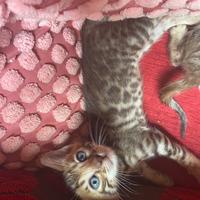 Cuccioli gatto del bengala (2 maschi e 2 femmine)