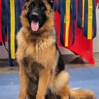 Pastore Tedesco femmina pelo corto