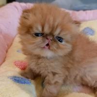 Cuccioli di Gatto Persiano