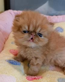 Cuccioli di Gatto Persiano