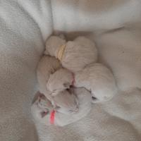 Benvenuti al mondo piccoli ragdoll