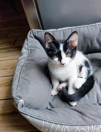 Gattina femmina