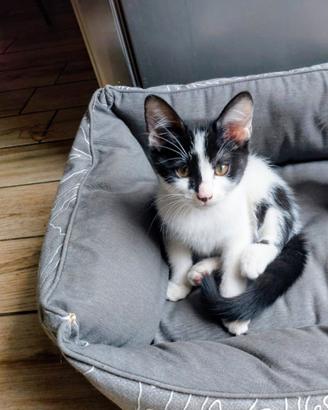 Gattina femmina