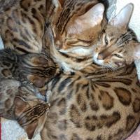 Bengal,pura sanGua,femmina 60 giorni