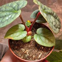 Anthurium Luxurians