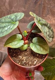 Anthurium Luxurians