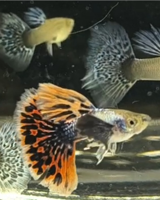 Guppy show