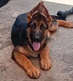Cucciolo di pastore tedesco