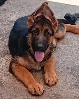 Cucciolo di pastore tedesco