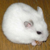 Criceto russo bianco