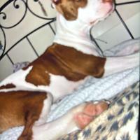 Pit bull