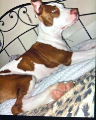 Pit bull