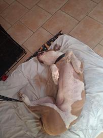 Pitbull