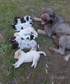 Cuccioli Lagotto Romagnolo