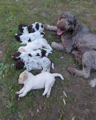 Cuccioli Lagotto Romagnolo