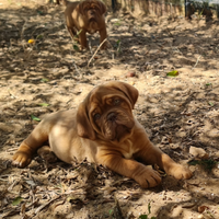 Dogue de bordeaux cuccioli