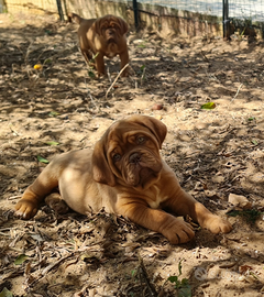 Dogue de bordeaux cuccioli