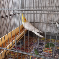 Calopsite maschio di 1anno