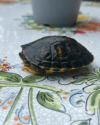 Tartaruga d'acqua