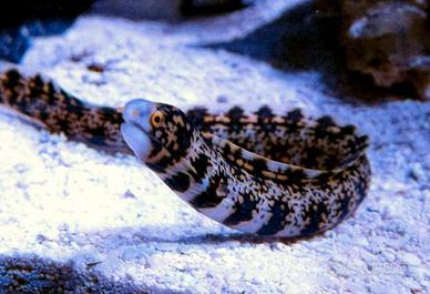 Murena marino tropicale
