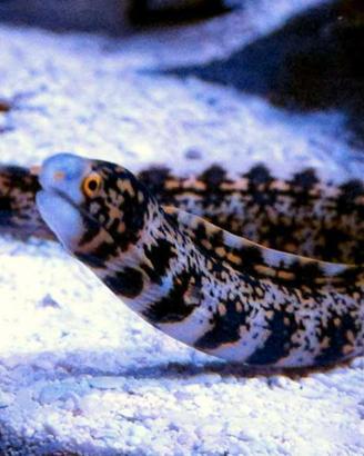 Murena marino tropicale