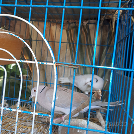 Coppia di tortore con gabbia tutta completa NON SP
