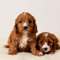 Cuccioli di cavapoo femmine