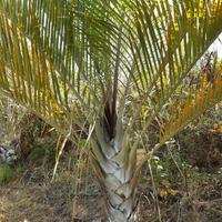 Palma dypsis decary (palma triangolare)