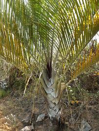 Palma dypsis decary (palma triangolare)