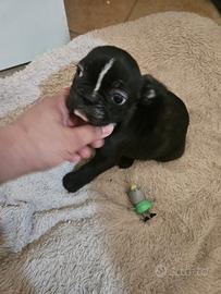 Bulldog Francese taglia mini
