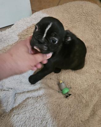 Bulldog Francese taglia mini