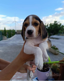 Beagle tricolore