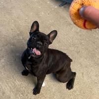 Bulldog francese femmina